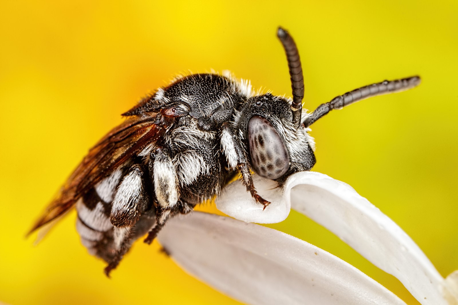 Cuckoo Bee - By John Kimble