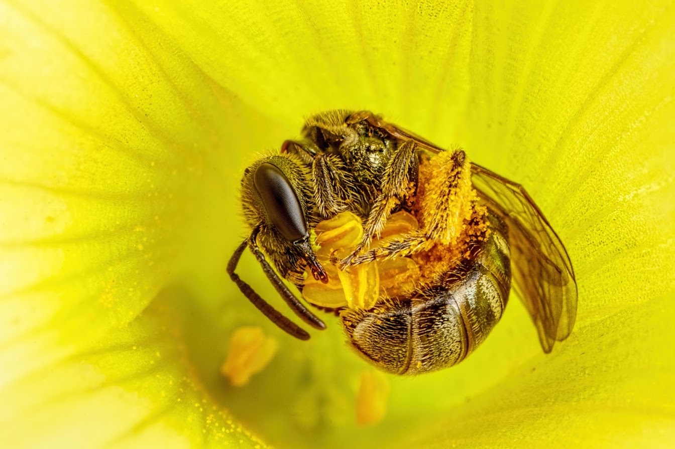 Collecting Pollen, by John Kimbler