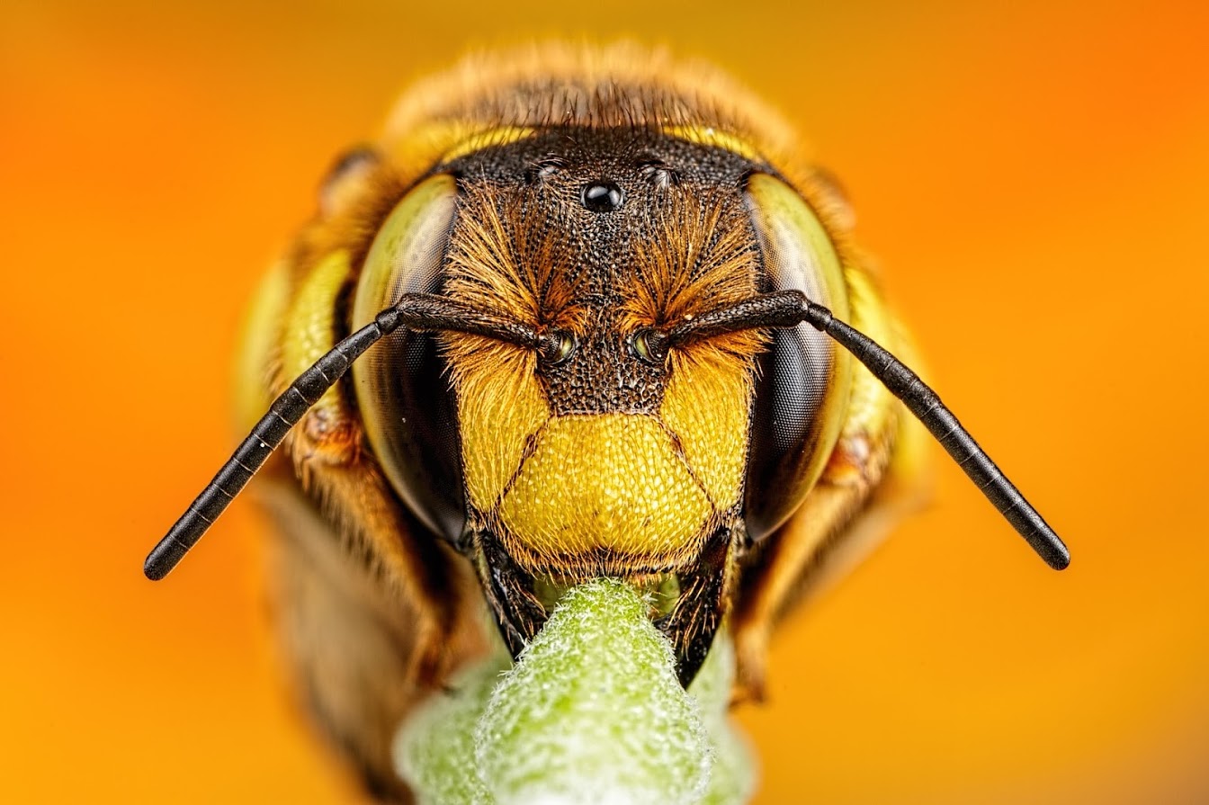 Carder Bee - by John Kimbler