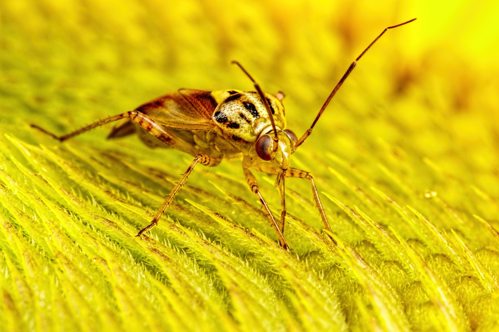 Feeding Plant Bug - By John Kimbler