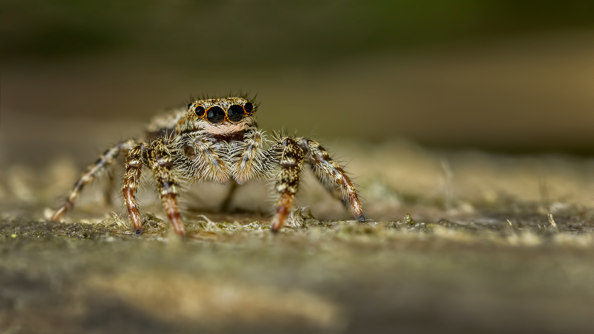 Jumping Spider