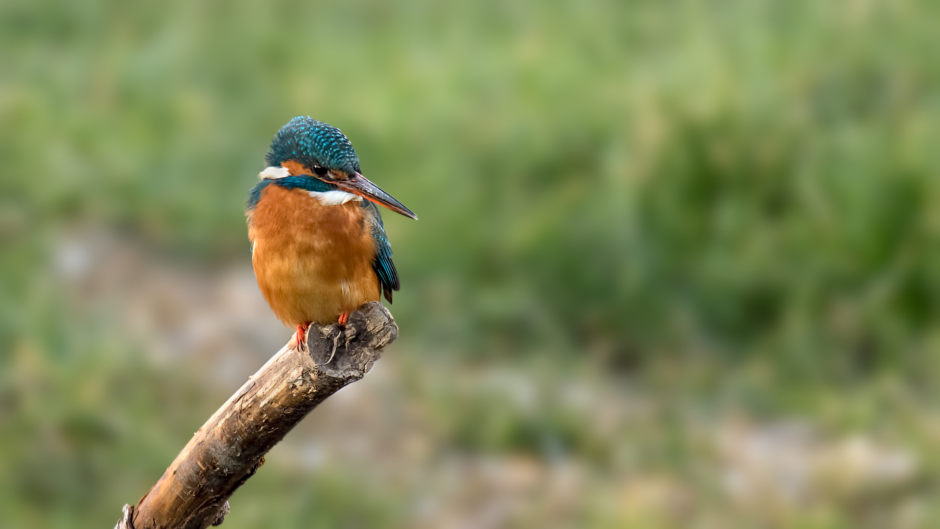 Female Kingfisher on Perch