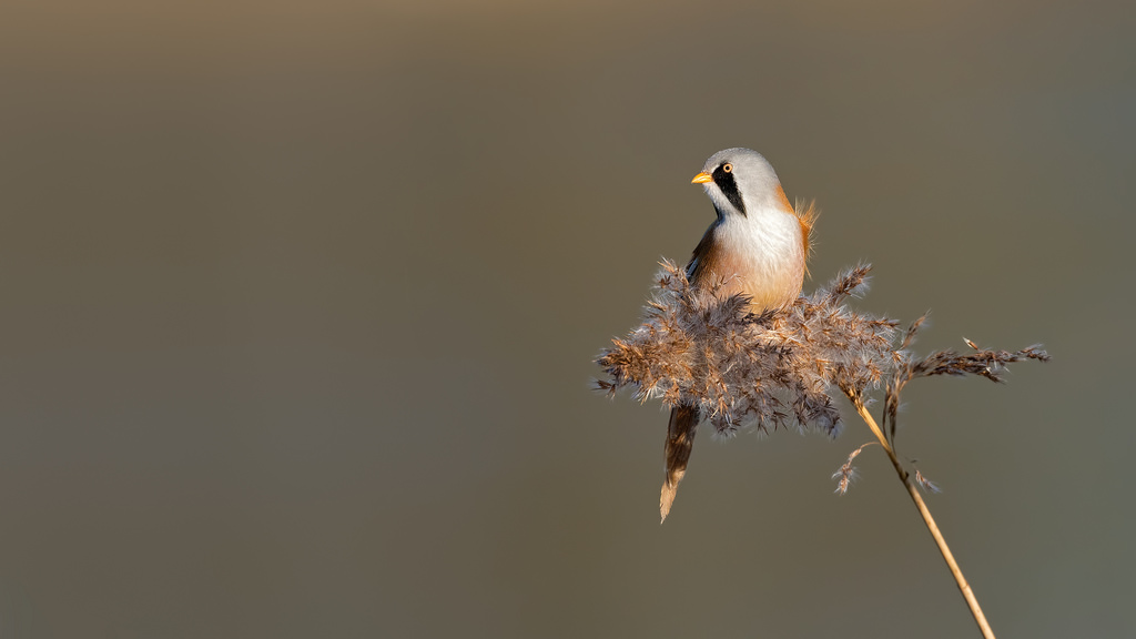 Bearded Tit