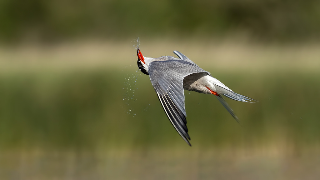 Shaking Tern