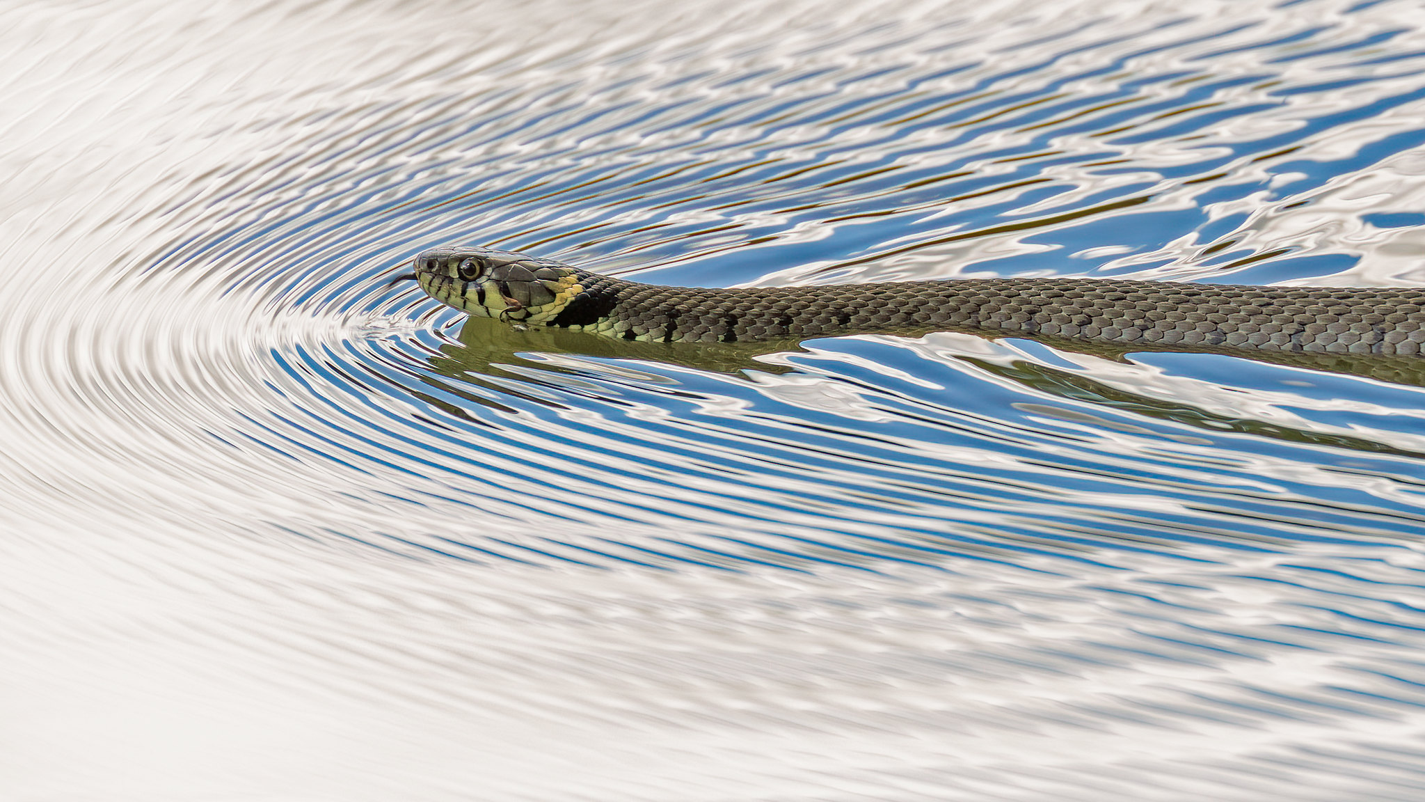 Grass Snake